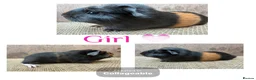 Guinea Pig rodents for sale: Beautiful boars and one sow - Advert 2