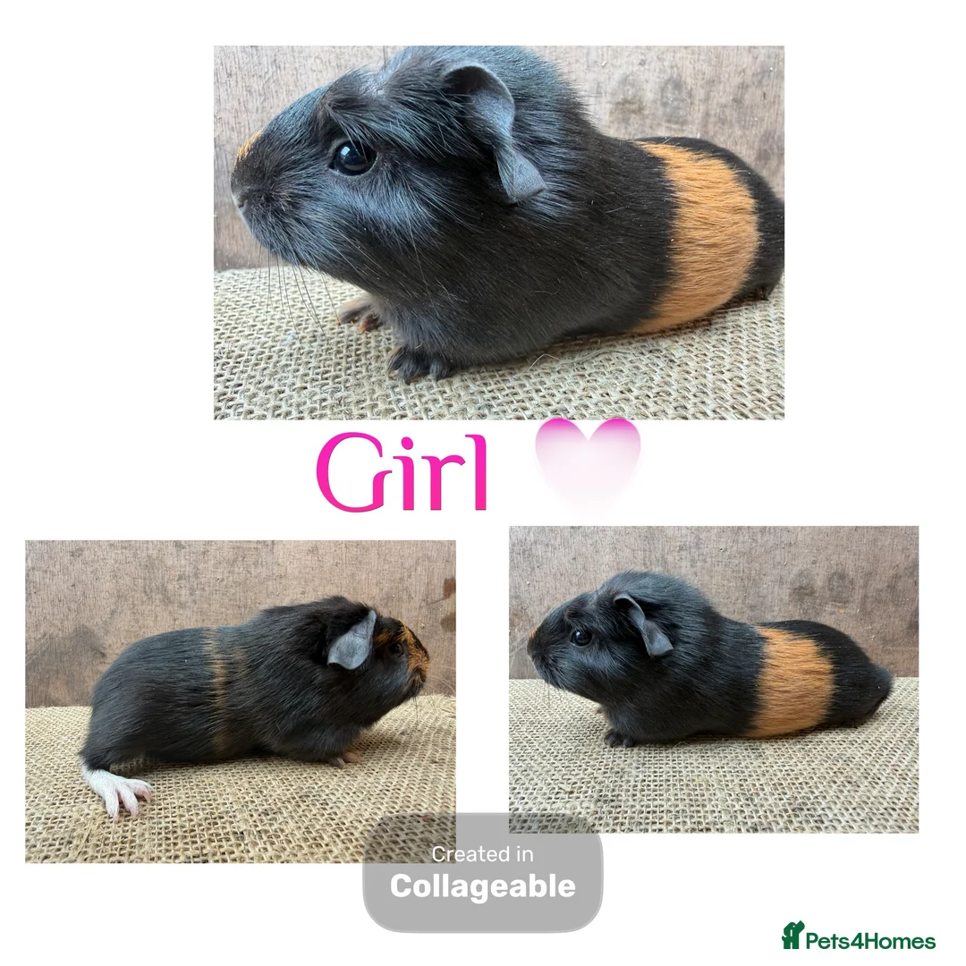 Guinea Pig rodents for sale: Beautiful boars and one sow - Advert 2