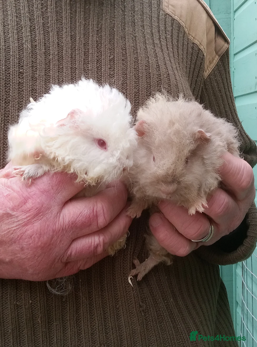 Guinea Pig rodents for sale: Long coated male guinea pigs  - Advert 5