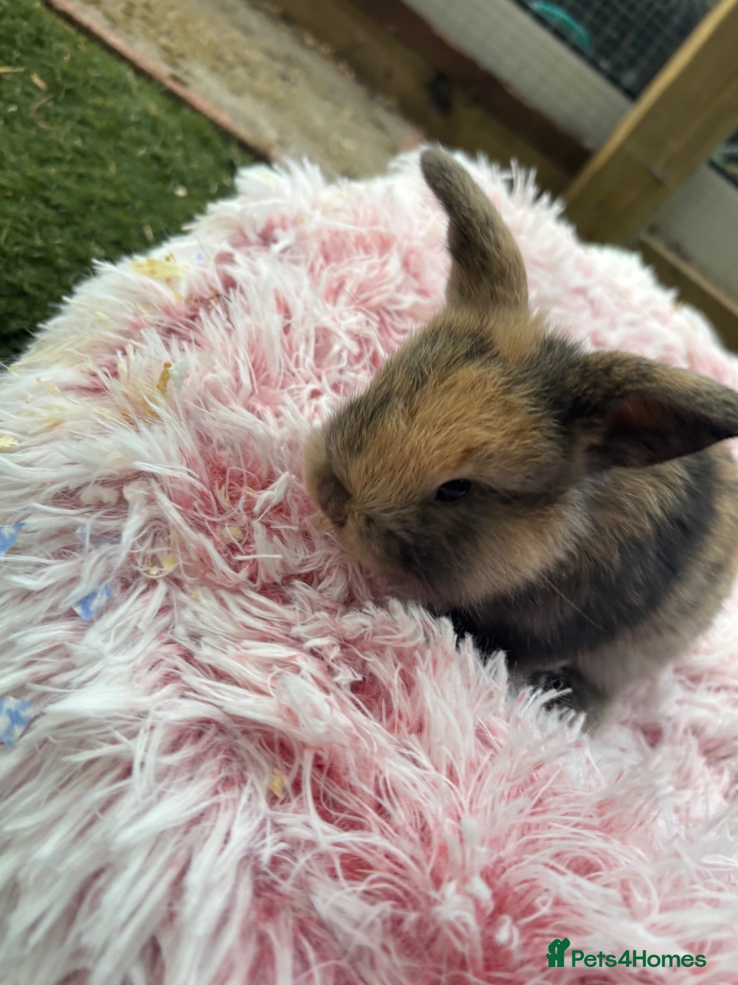 English Lop rabbits Lopped bunny’s - Advert 3