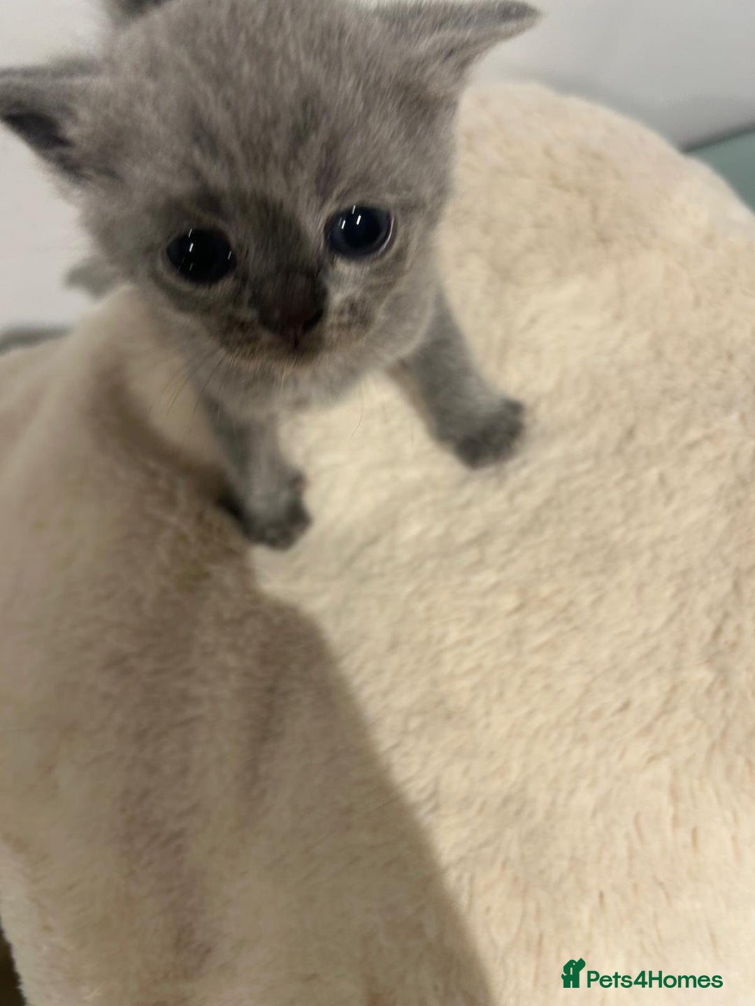 British Shorthair cats for sale: READY NOW!!Pedigree British Short Hair Kittens - Image 11