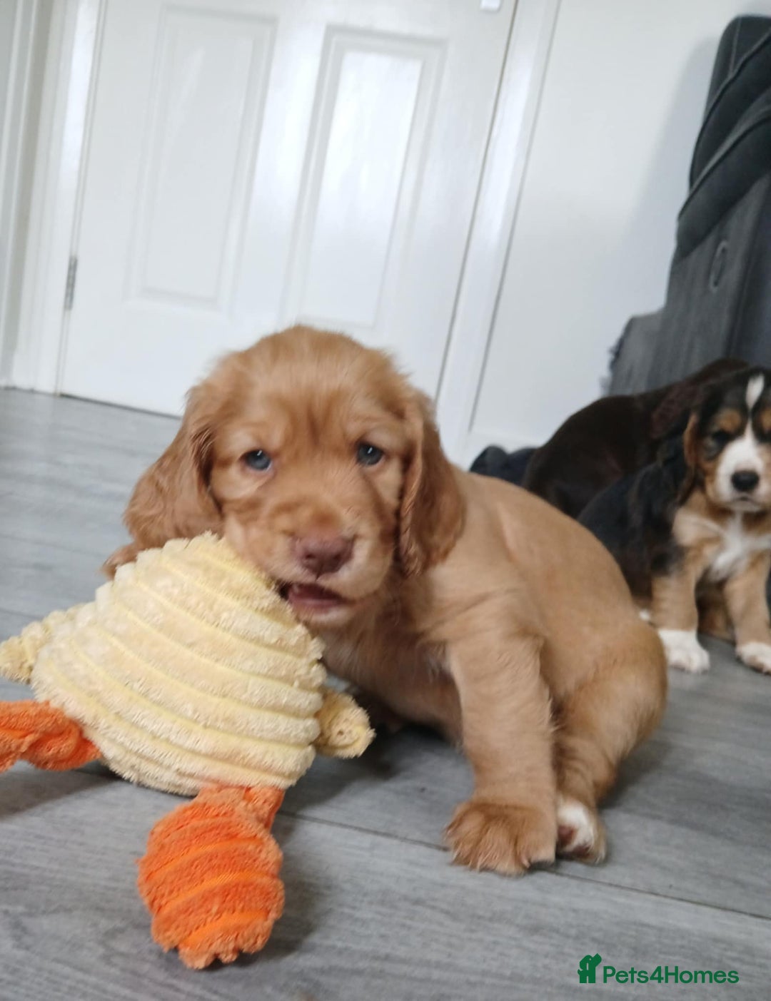 Cocker Spaniel dogs for sale: 3Beautiful show type cocker spaniels 💕♥️ 💙💕 - Image 10