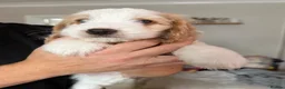 Cockapoo dogs for sale: Toffees 3 little beauties 🧡 - Advert 6