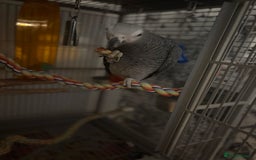 Parrots birds for sale: Semi Tame African Grey - Image 7