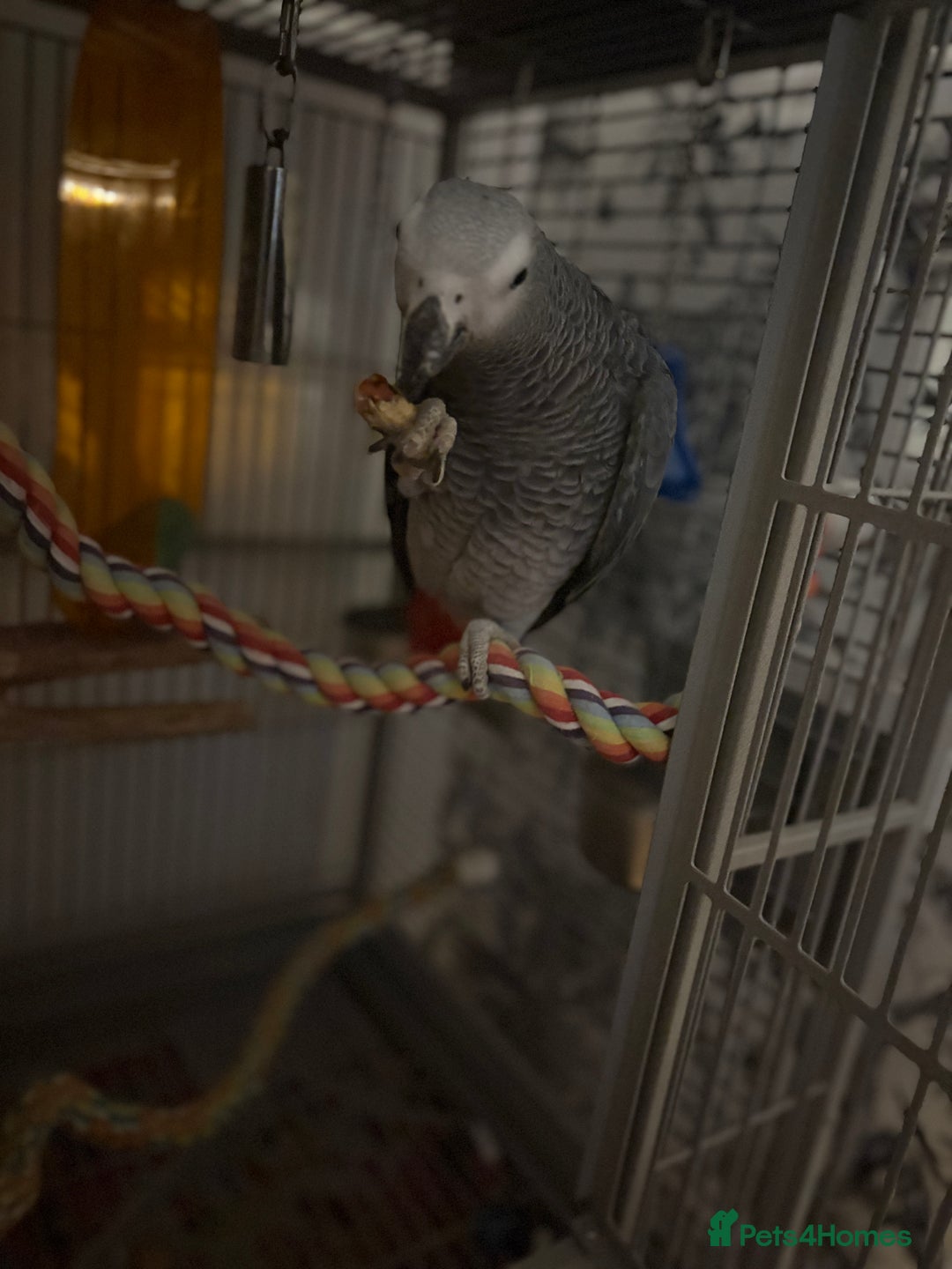 Parrots birds for sale: Semi Tame African Grey - Image 7