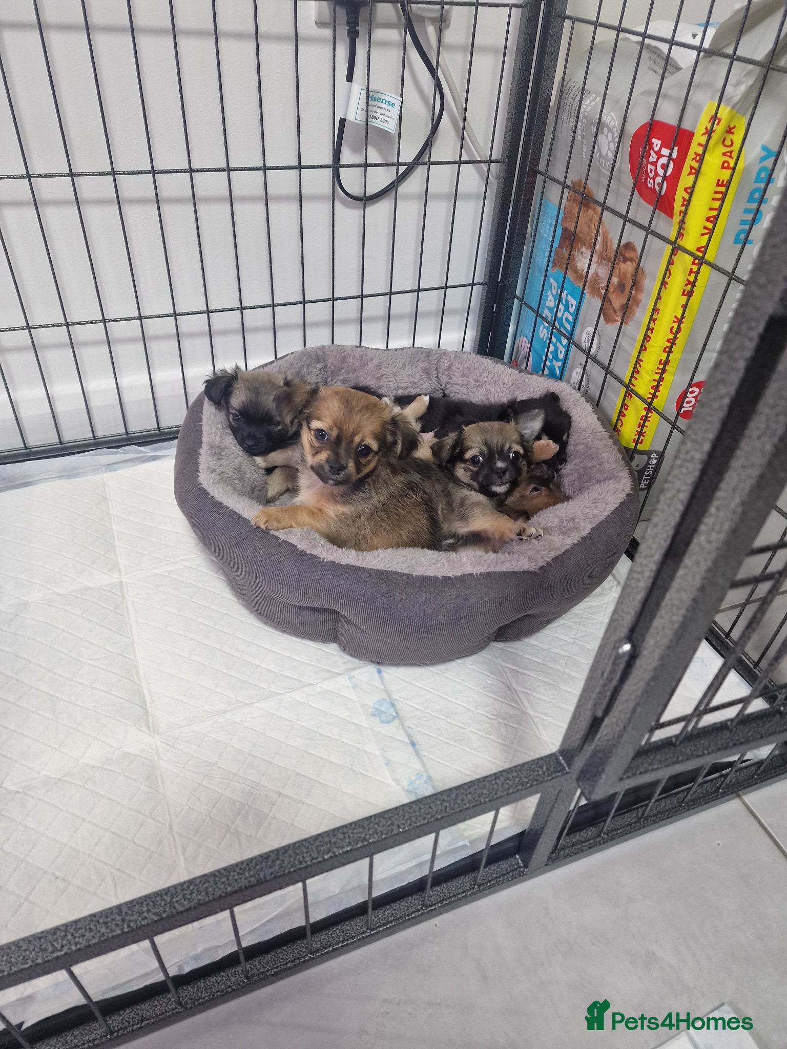 Chihuahua dogs Beautiful Fun Loving Little Chihuahuas ❤️  - Advert 8