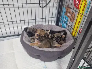 Chihuahua dogs Beautiful Fun Loving Little Chihuahuas ❤️ - Advert 8