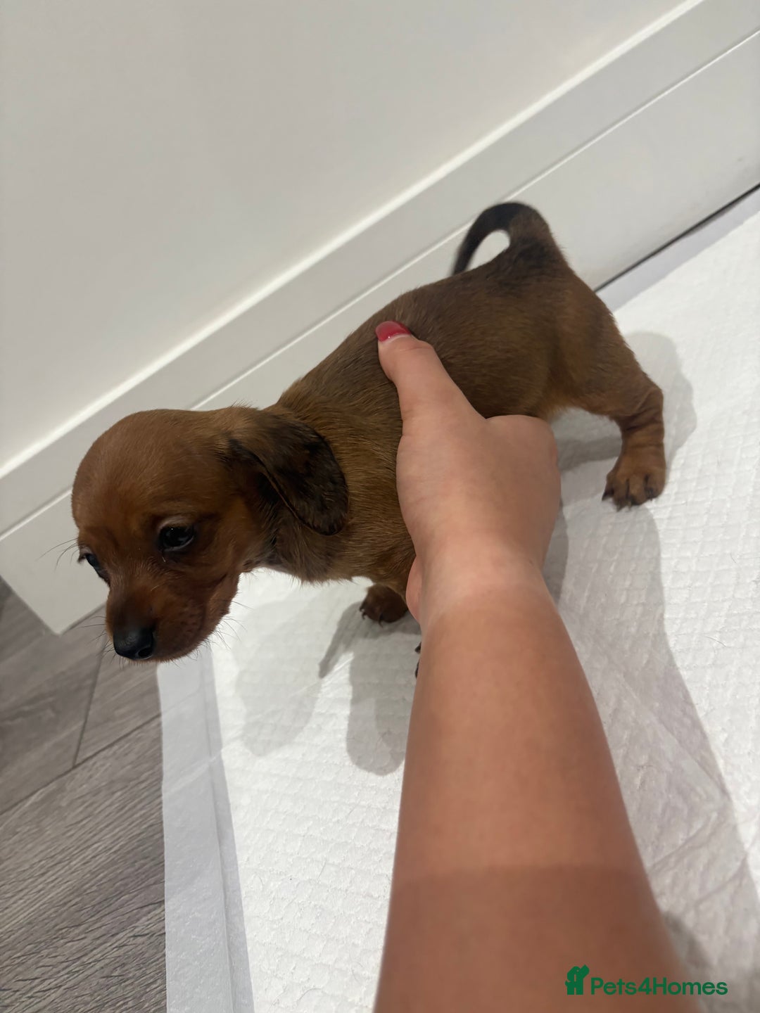 Miniature Dachshund dogs for sale: Beautiful little miniature dachshund girl  - Image 7