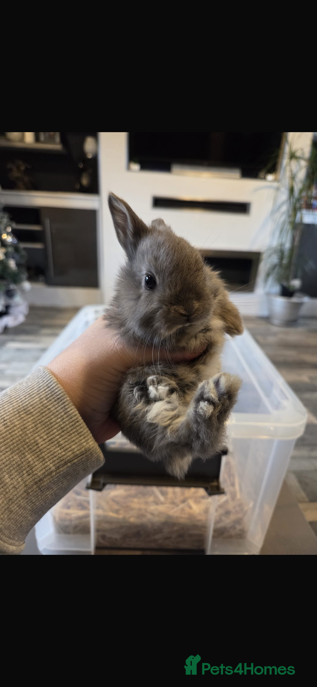 Mixed Breed rabbits for sale: 7 beautiful baby bunnies for sale  - Advert 12