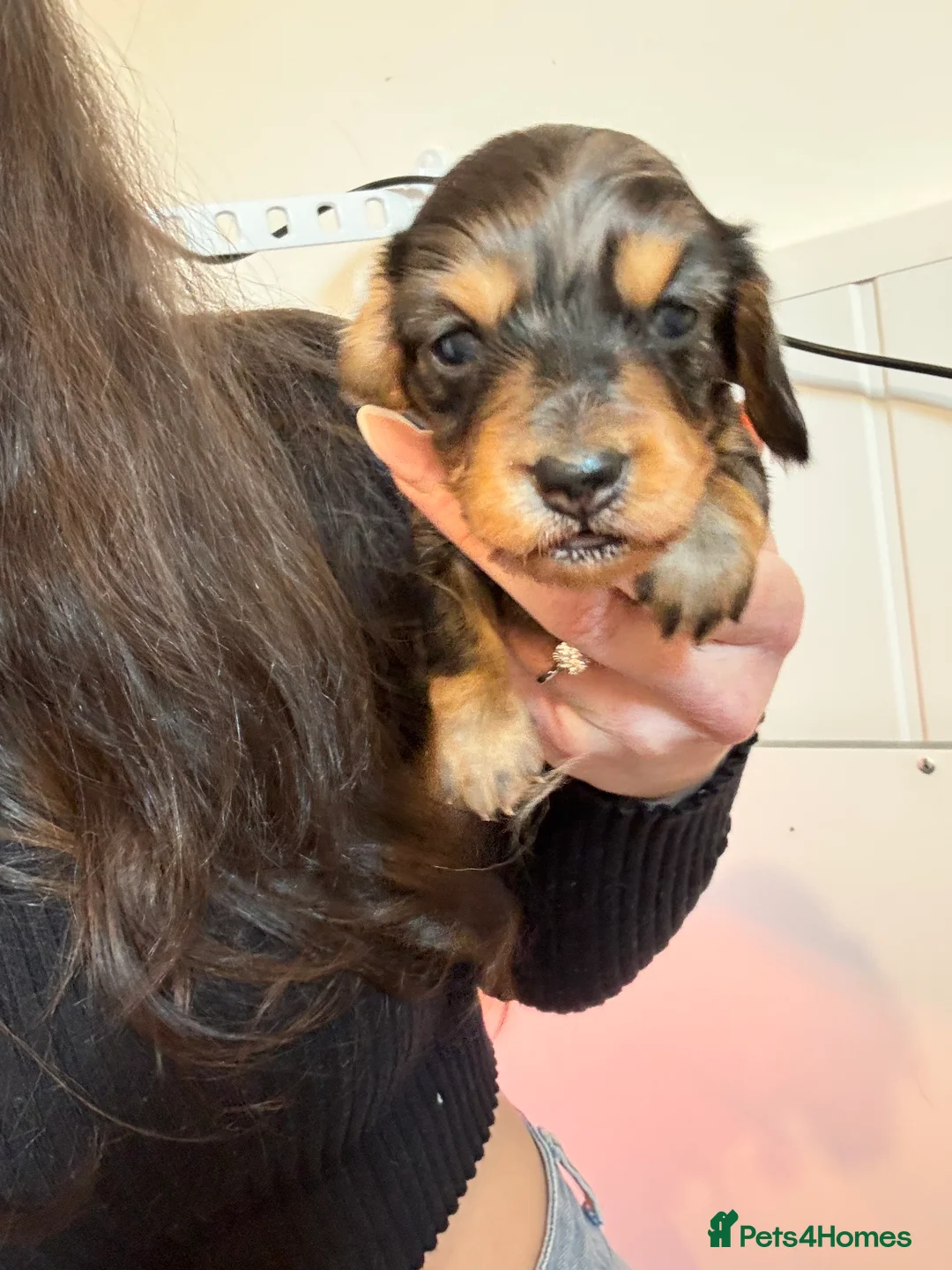 Dachshund dogs for sale: LONGHAIRED MINIATURE DACHSHUND KC REG PRA CLEAR - Advert 6