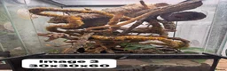 Gecko reptiles for sale: CRESTIES & ENCLOSURES - Advert 8