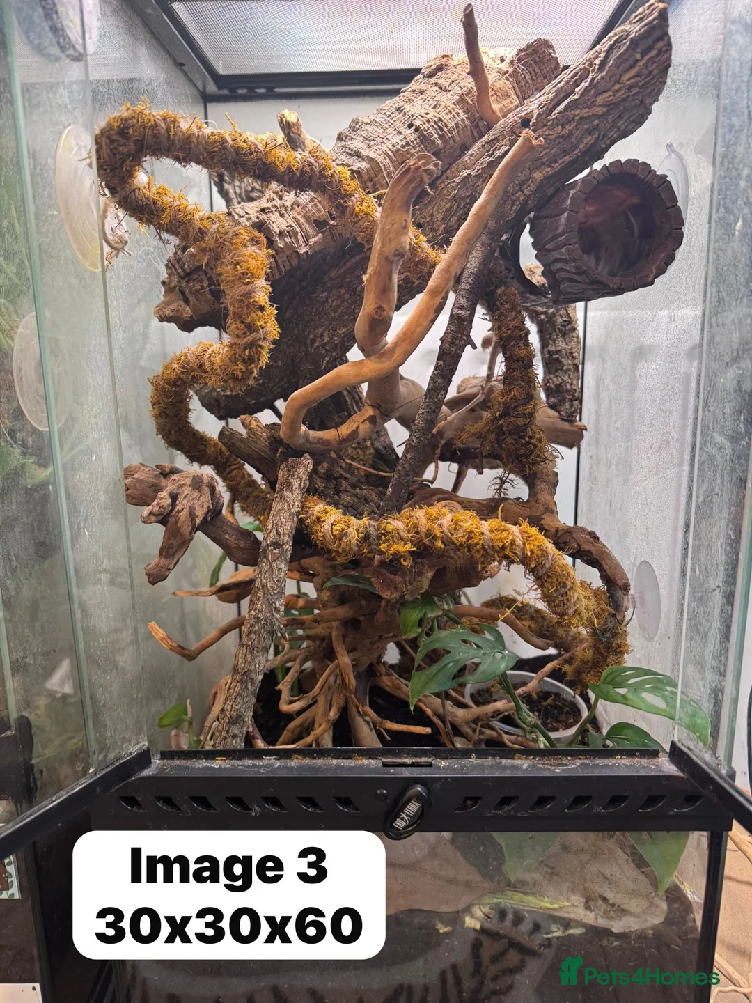 Gecko reptiles for sale: CRESTIES & ENCLOSURES - Advert 8