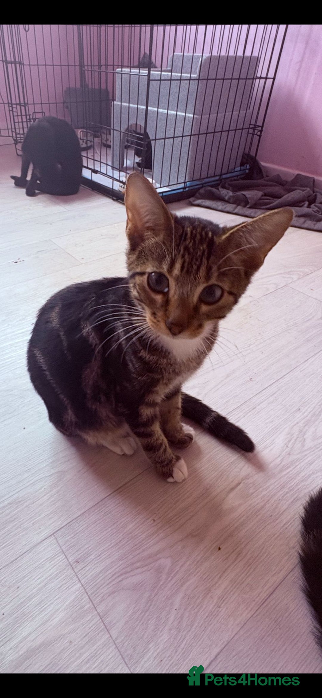 Domestic Shorthair cats for sale: Brother cats for sale - Advert 7