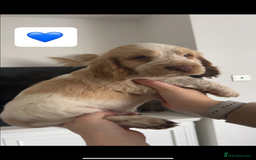 Cocker Spaniel dogs for sale: Cocker spaniel pups - Advert 26