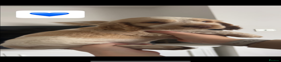 Cocker Spaniel Puppy 1