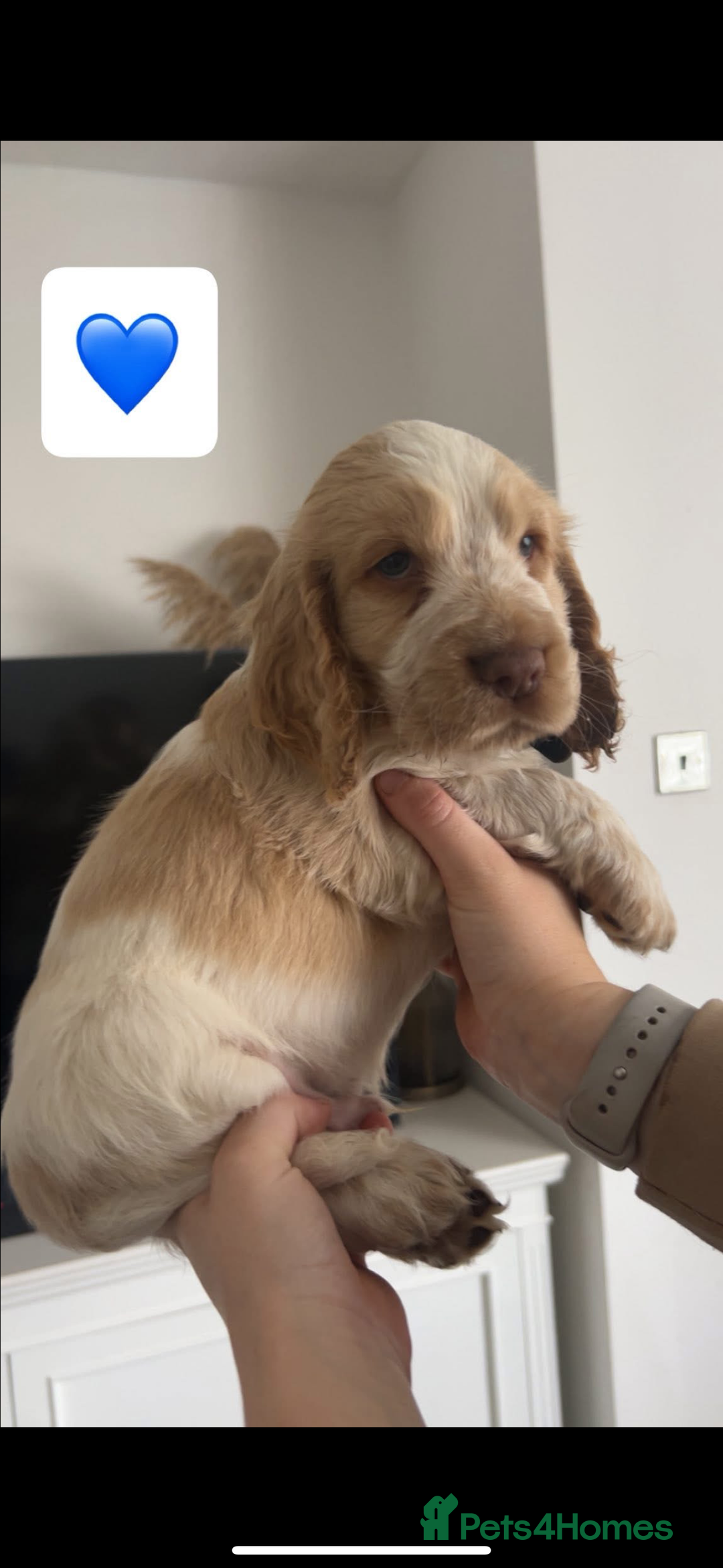 Cocker Spaniel dogs for sale: Cocker spaniel pups - Advert 26