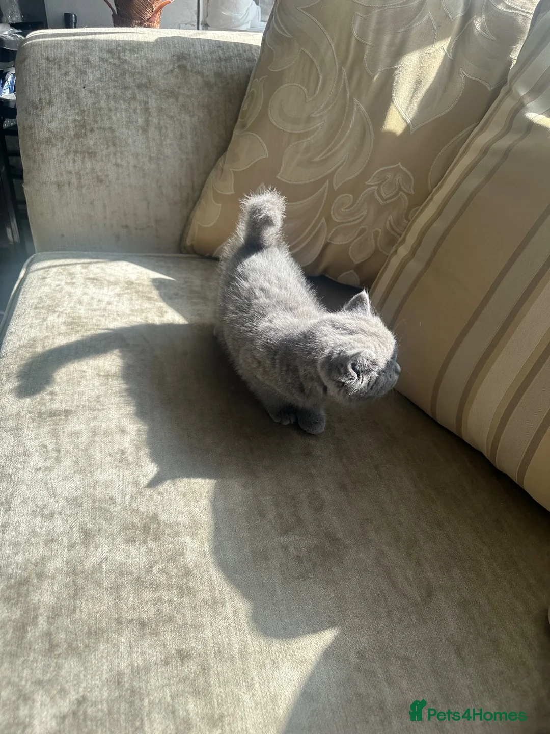 British Shorthair cats for sale: Ms Sadia Rafique  in Bradford - Advert 5