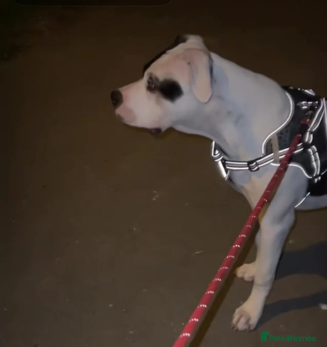 Mixed Breed dogs for sale: Beautiful female dog for sale - Advert 4