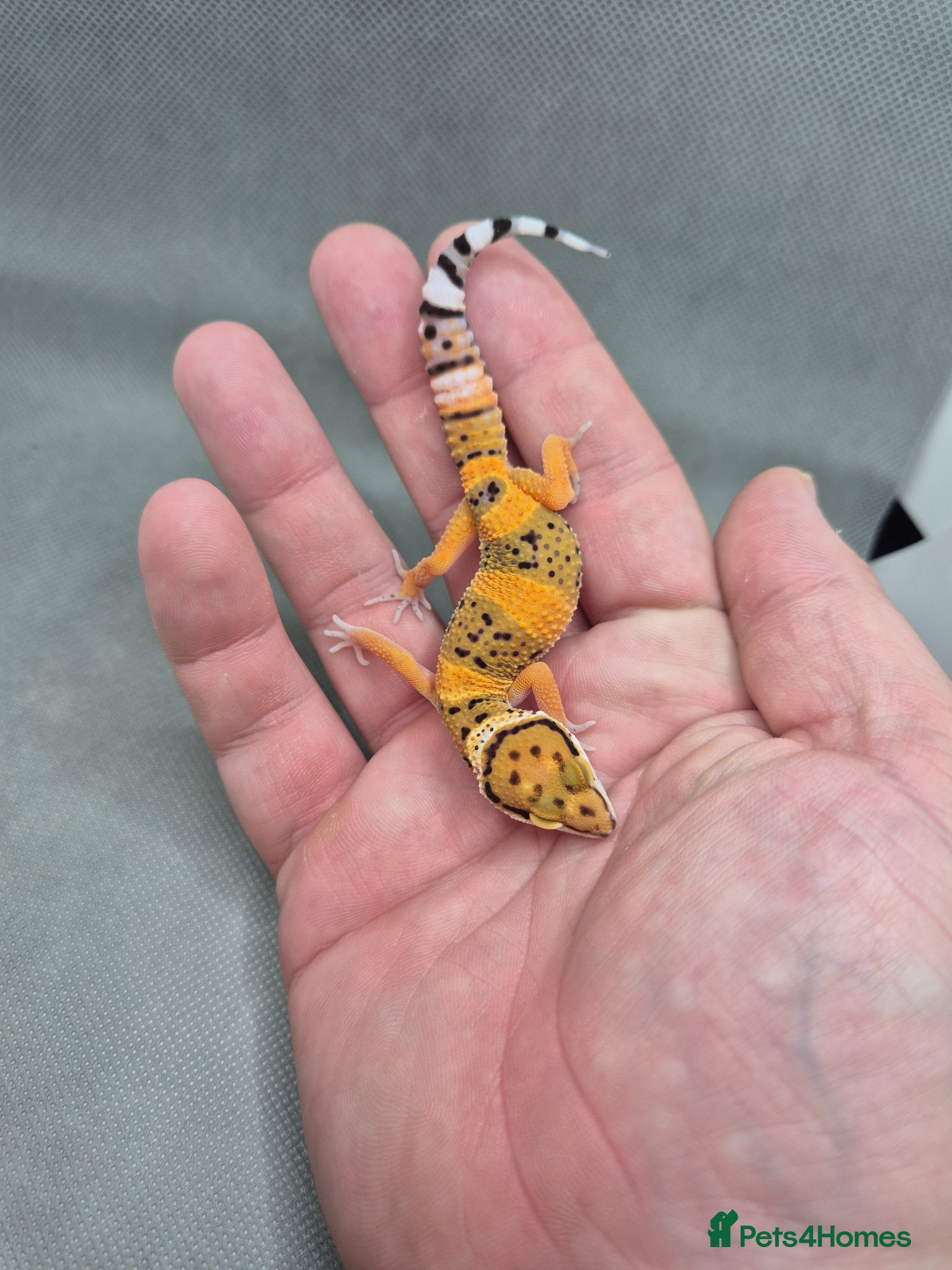 Leopard Gecko reptiles 2026 leopard gecko hatchlings  - Advert 6