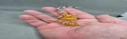 Leopard Gecko reptiles for sale: 2026 leopard gecko hatchlings  - Advert 2