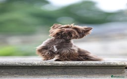 Yorkshire Terrier dogs for sale: Mini Yorkshire terrier Biewer Chocolate /black  - Image 13