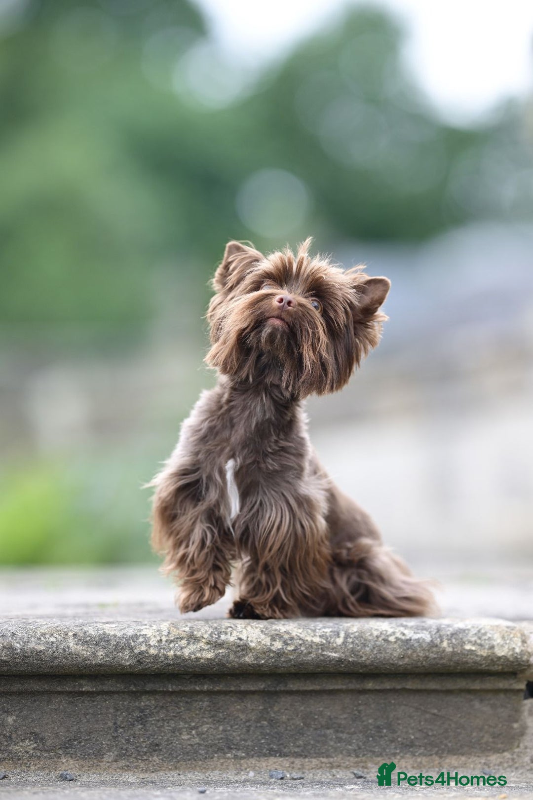 Yorkshire Terrier dogs for sale: Mini Yorkshire terrier Biewer Chocolate /black  - Image 13