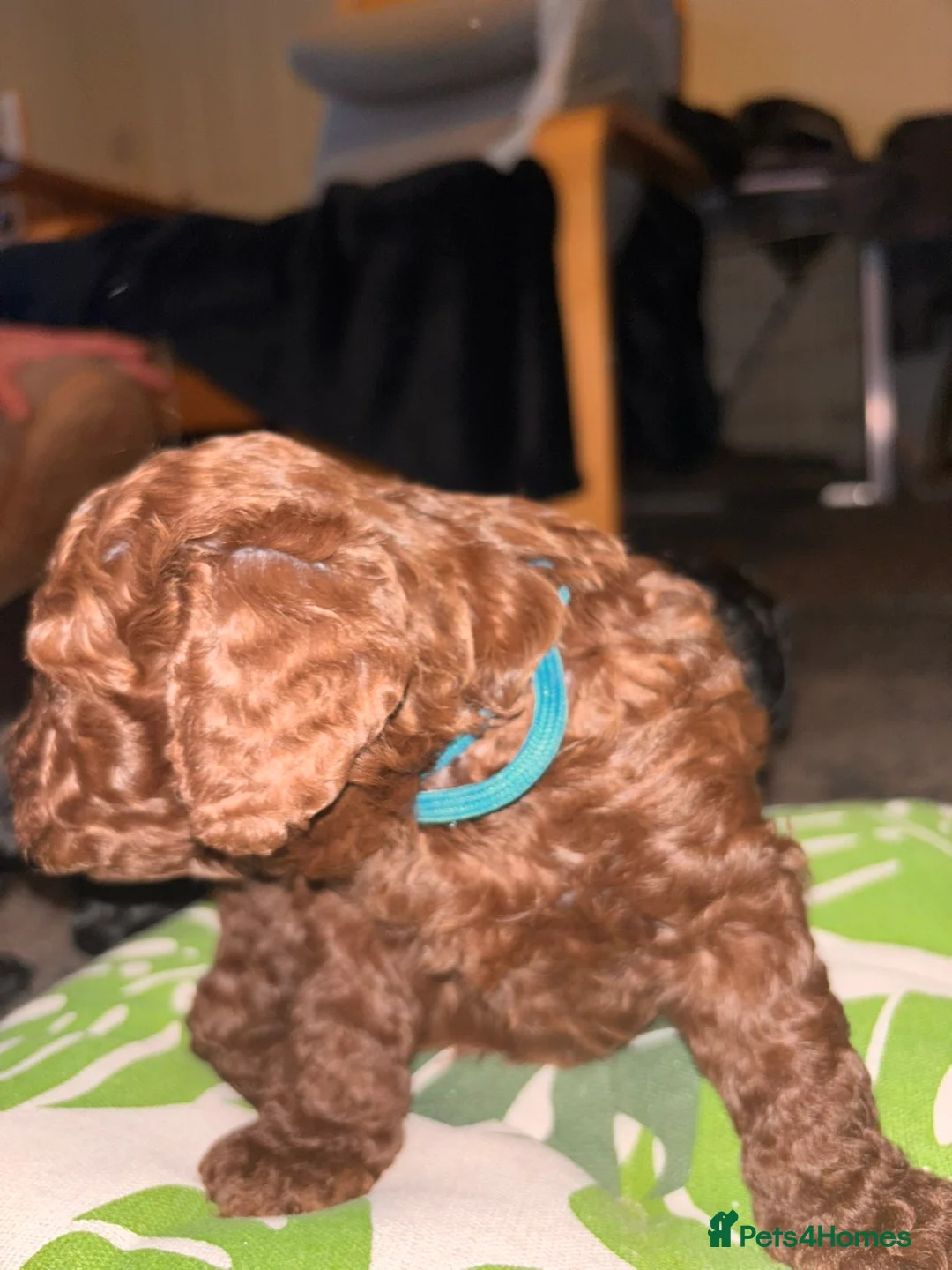 Cockapoo dogs for sale: Beautiful Cockapoo puppies F1b in Bilston - Advert 1