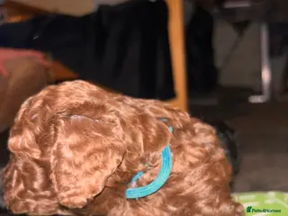 Cockapoo dogs Beautiful Cockapoo puppies F1b - Advert 1