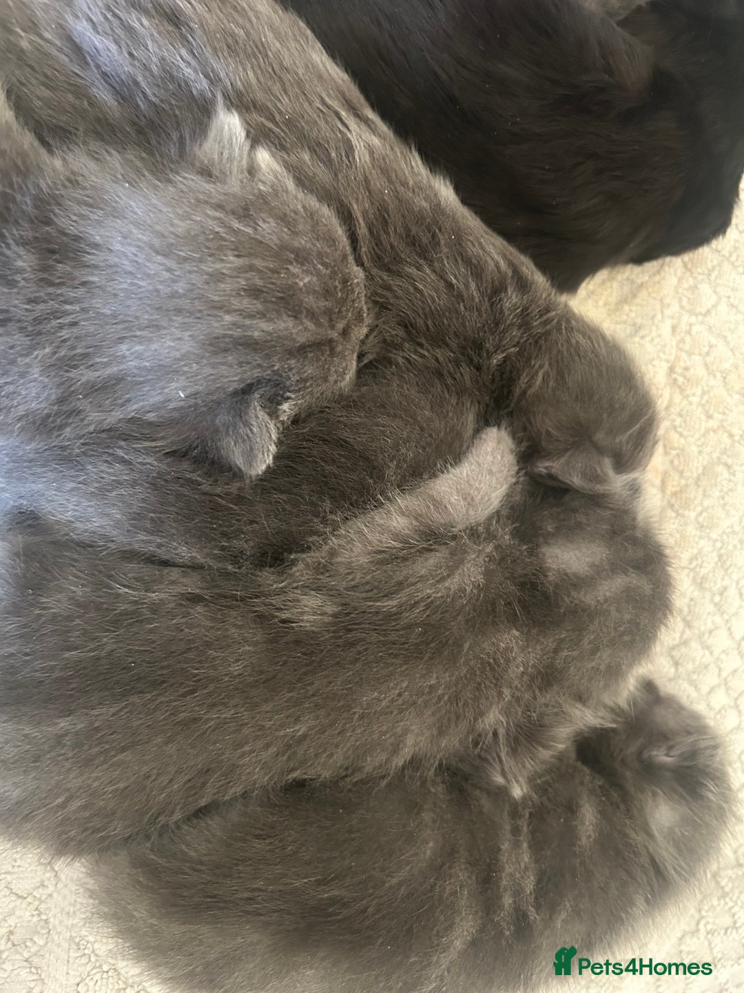 Mixed Breed cats for sale: Mixed litter - Advert 4