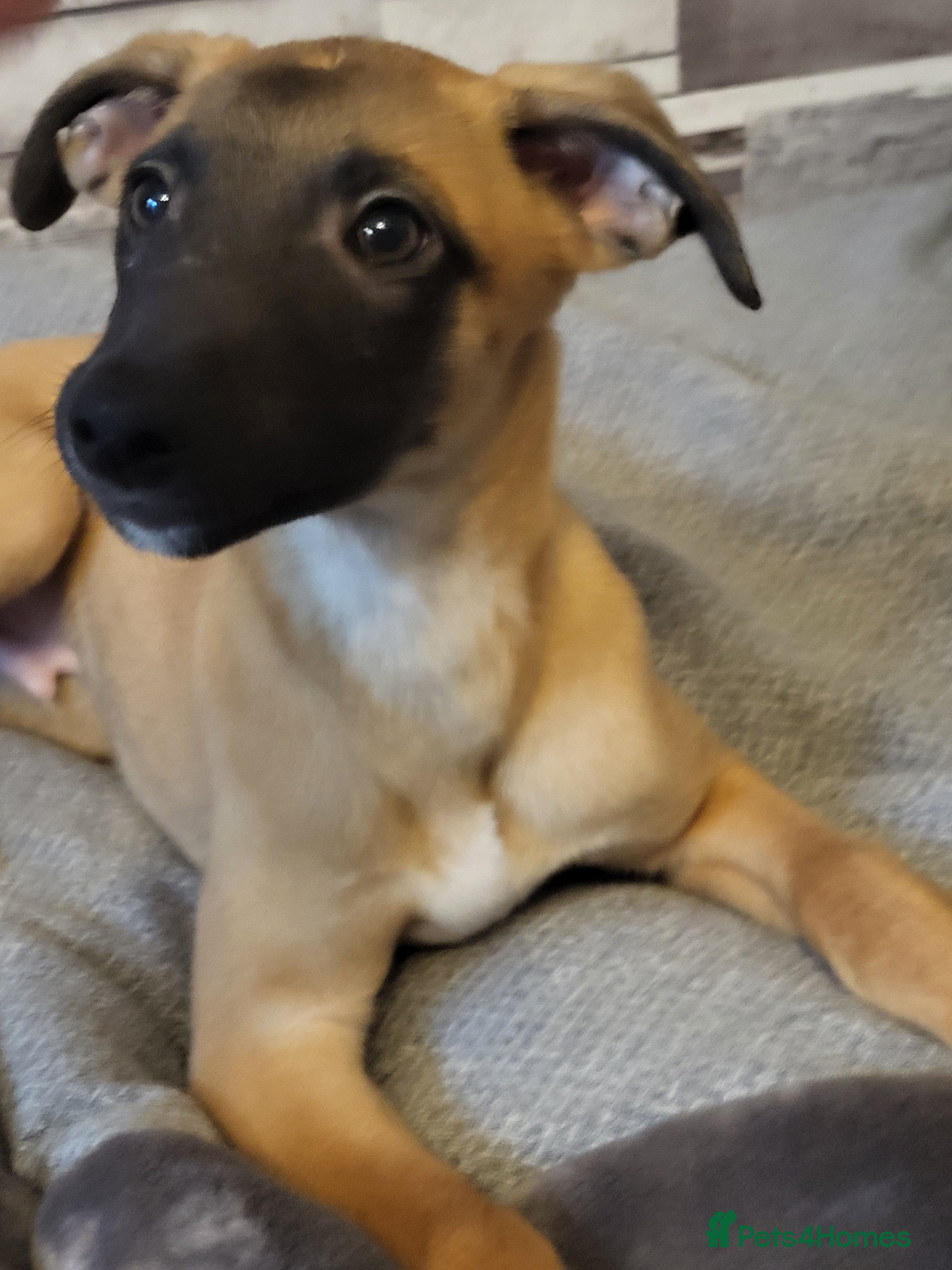 Whippet dogs  2 😍 KC well trained pups needing a forever 🏡  - Advert 5