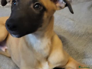 Whippet dogs 2 😍 KC well trained pups needing a forever 🏡 - Advert 5