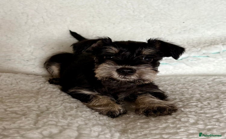 Miniature Schnauzer dogs - Advert 1