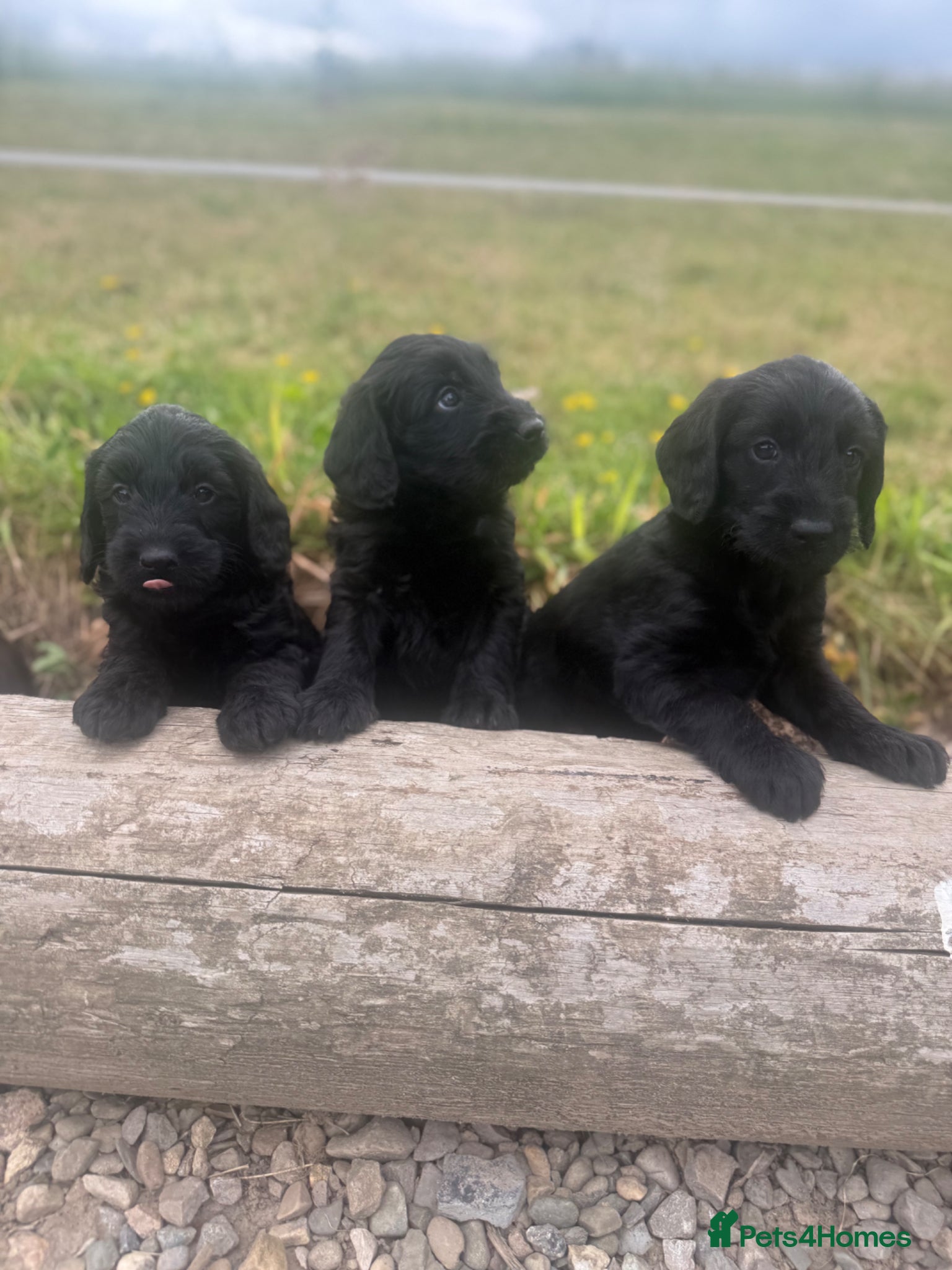 Labradoodle dogs for sale: F1 miniature labradoodles  - Advert 8