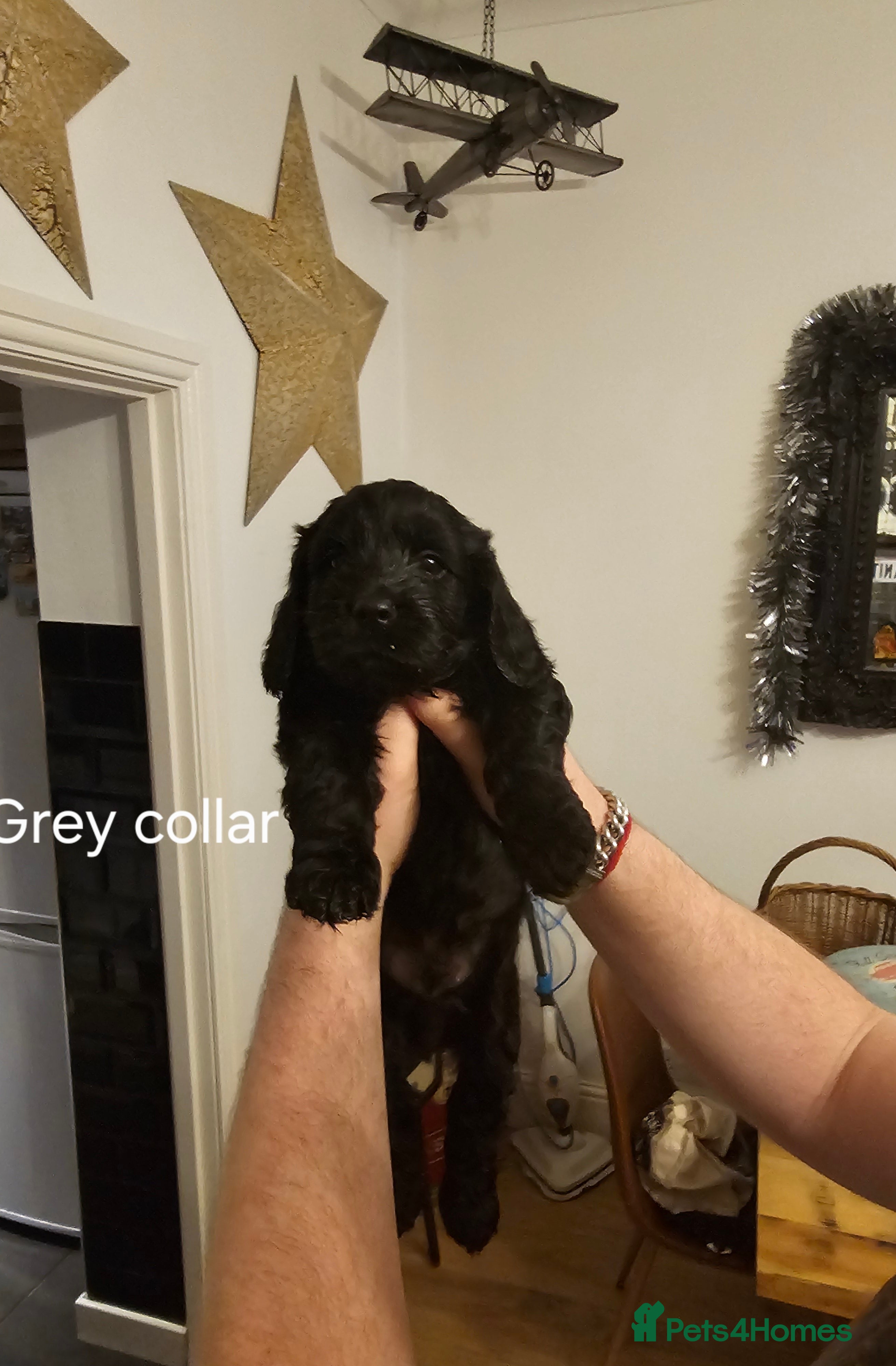 Cockapoo dogs Cockapoo puppies - Advert 1