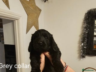 Cockapoo dogs Cockapoo puppies - Advert 2