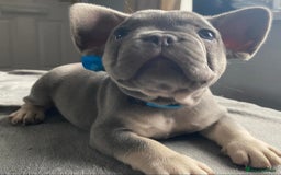 French Bulldog dogs for sale: French bulldog  puppies - Image 20