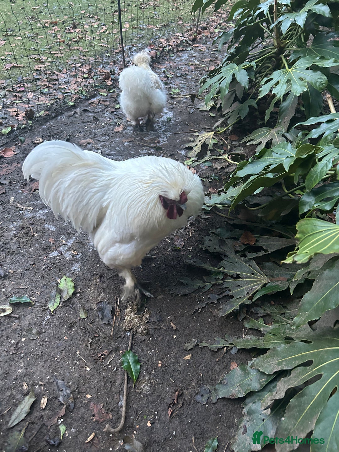 Chickens poultry for sale: Pure white silky male- proven breeder.  - Advert 5