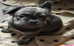 French Bulldog dogs for sale: Fluffy Frenchie - female (Ahsoka) - Reduced🔥🐾Ready Now🔥🐾Fluffy French bulldogs🔥🐾 - Image 2