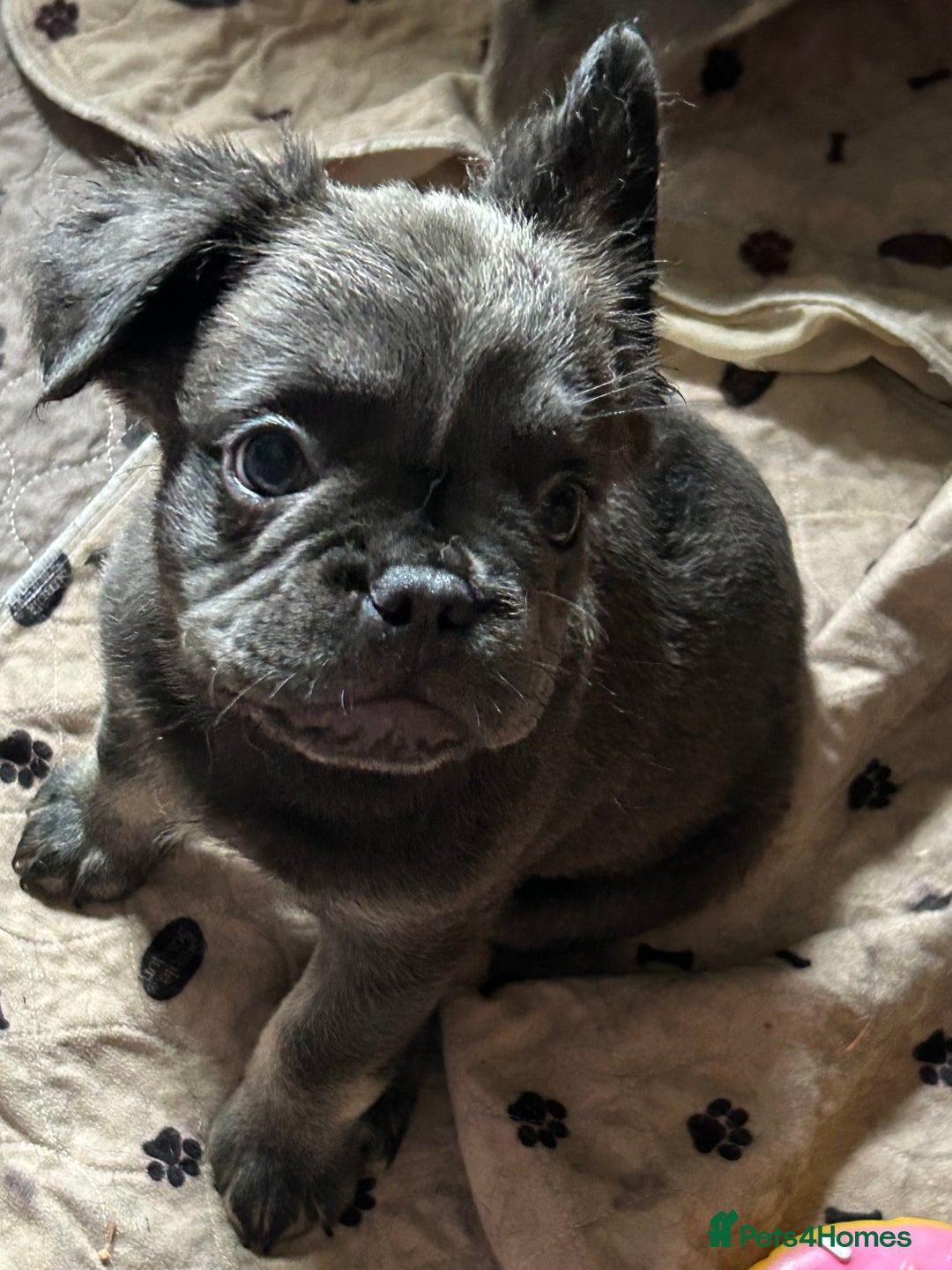 French Bulldog dogs for sale: Fluffy Frenchie - female (Ahsoka) - Reduced🔥🐾Ready Now🔥🐾Fluffy French bulldogs🔥🐾 - Image 2