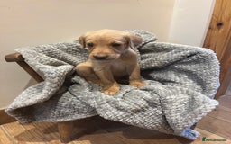 Goldador dogs for sale: Goldador  - Image 18