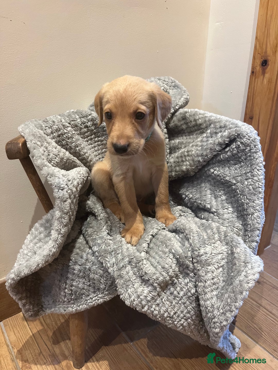 Goldador dogs for sale: Goldador  - Image 18