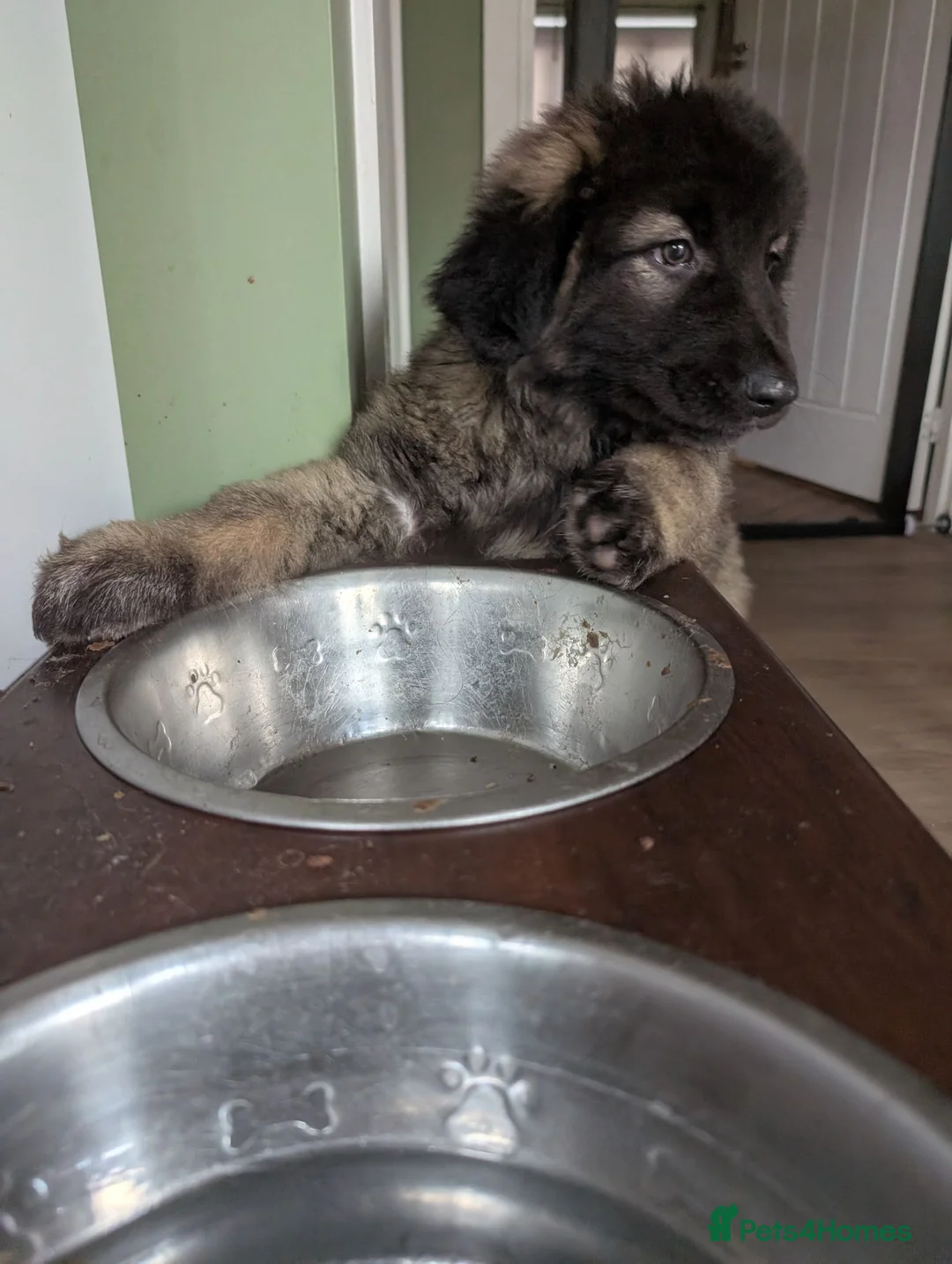 Mixed Breed dogs for sale: Huge fluffy CAUCASIAN BELGIAN girl  in Hartlepool - Advert 5