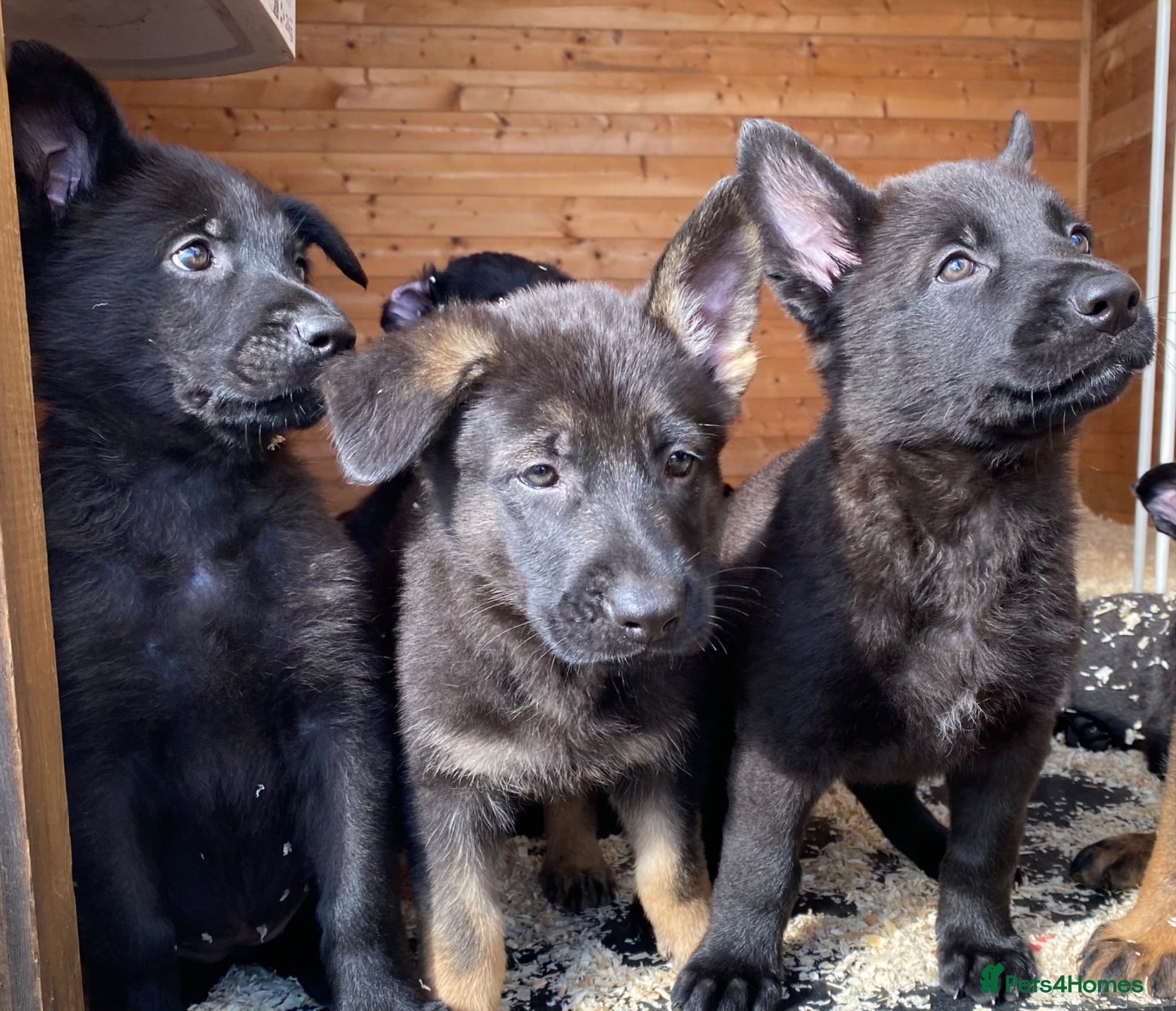 German Shepherd dogs Working-Line German Shepherd Pups Ready Now - Advert 1