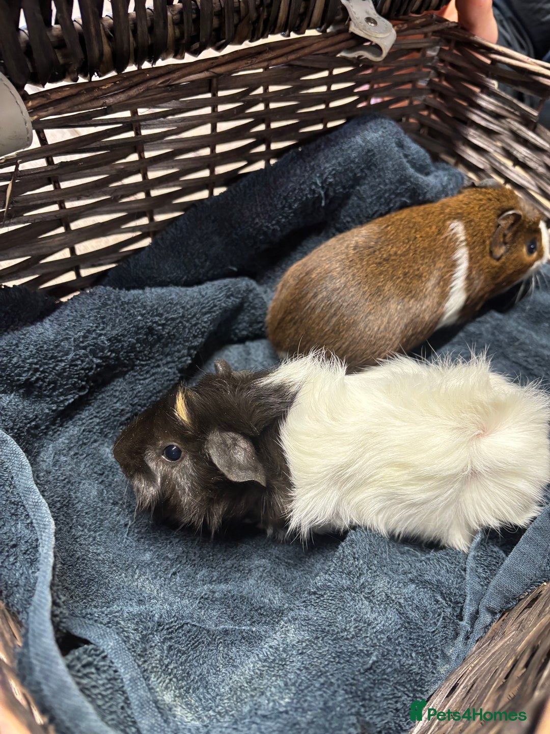 Guinea Pig rodents for sale: Beautiful baby guinea pigs  - Advert 6