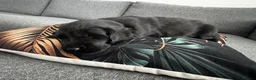 Flat coated Retriever dogs for sale: KC Reg Flat Coated Puppy - Advert 4