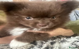 Pomeranian dogs for sale: 2 stunning boy Pomeranian pups ready in 1 week  - Image 4