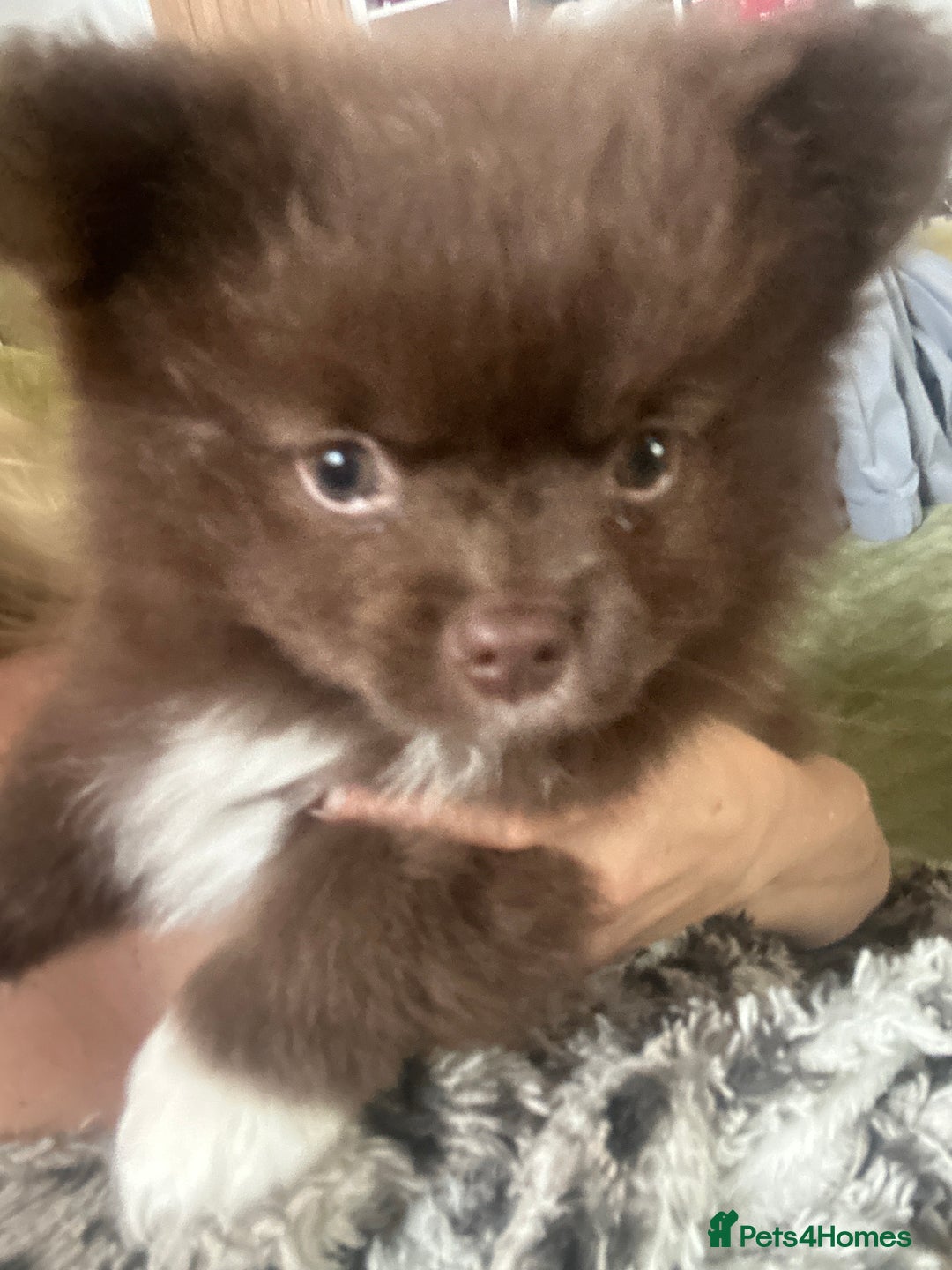 Pomeranian dogs for sale: 2 stunning boy Pomeranian pups ready in 1 week  - Image 4