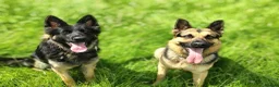 German Shepherd dogs for sale: German Shepherd Puppies Home Bred - Advert 4