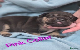Mixed Breed dogs for sale: American french bully  - Image 1
