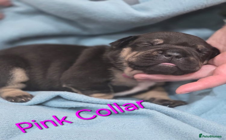 Mixed Breed dogs - Advert 1